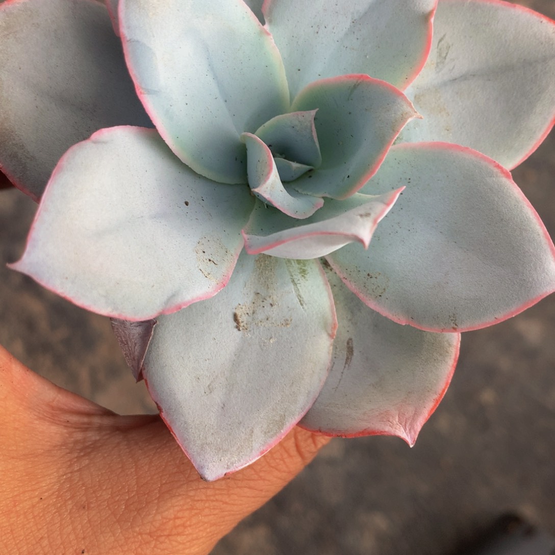 广寒宫2颗。（满9.99包邮不满9.99发叶子）