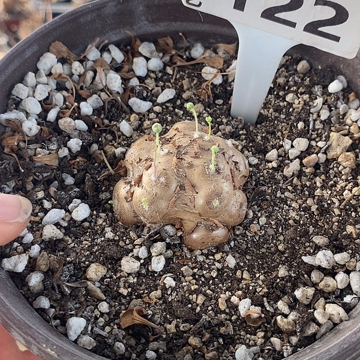 122格加厚敦菊4.5公分