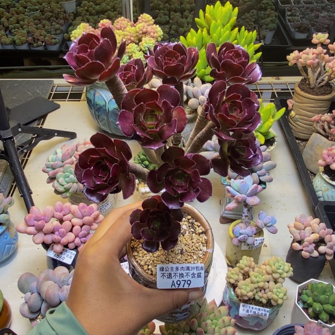 979丸叶法师多肉有砍