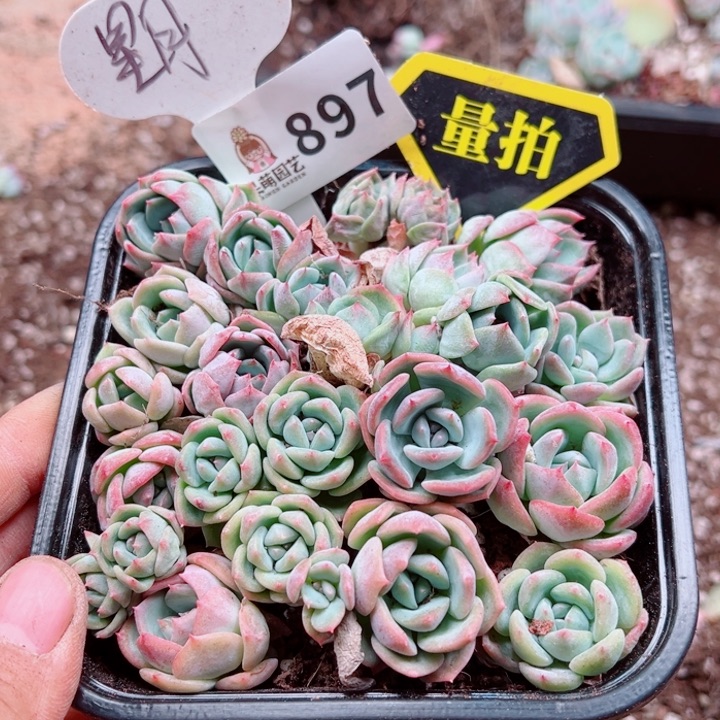 多肉植物多肉植物