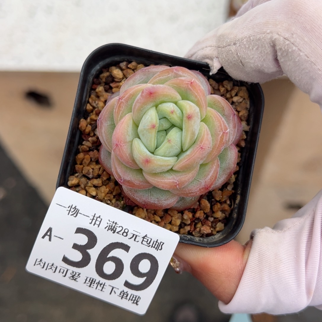 星星珍妮多肉多肉多肉