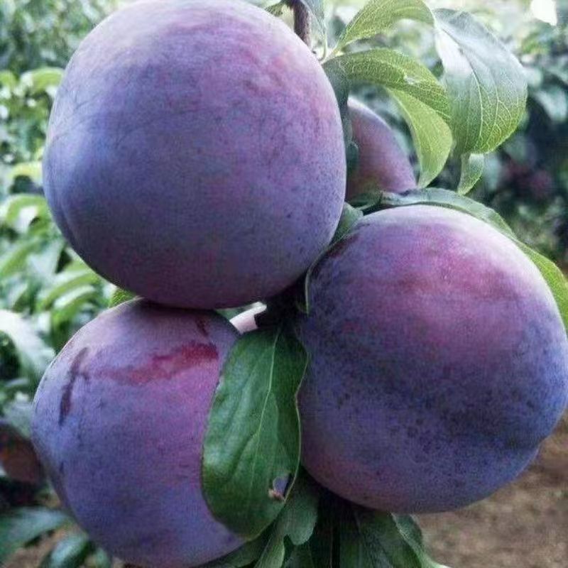 嫁接黑霸王李子树苗龙李树苗盆栽晚熟脱骨李南北方种地栽蜂糖李子