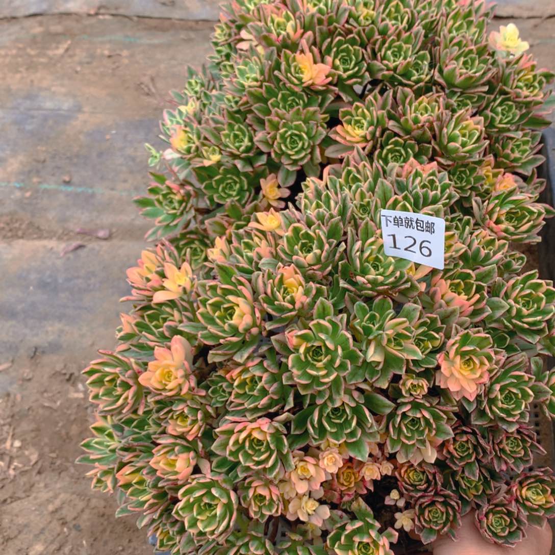 126 法师老桩多肉植物