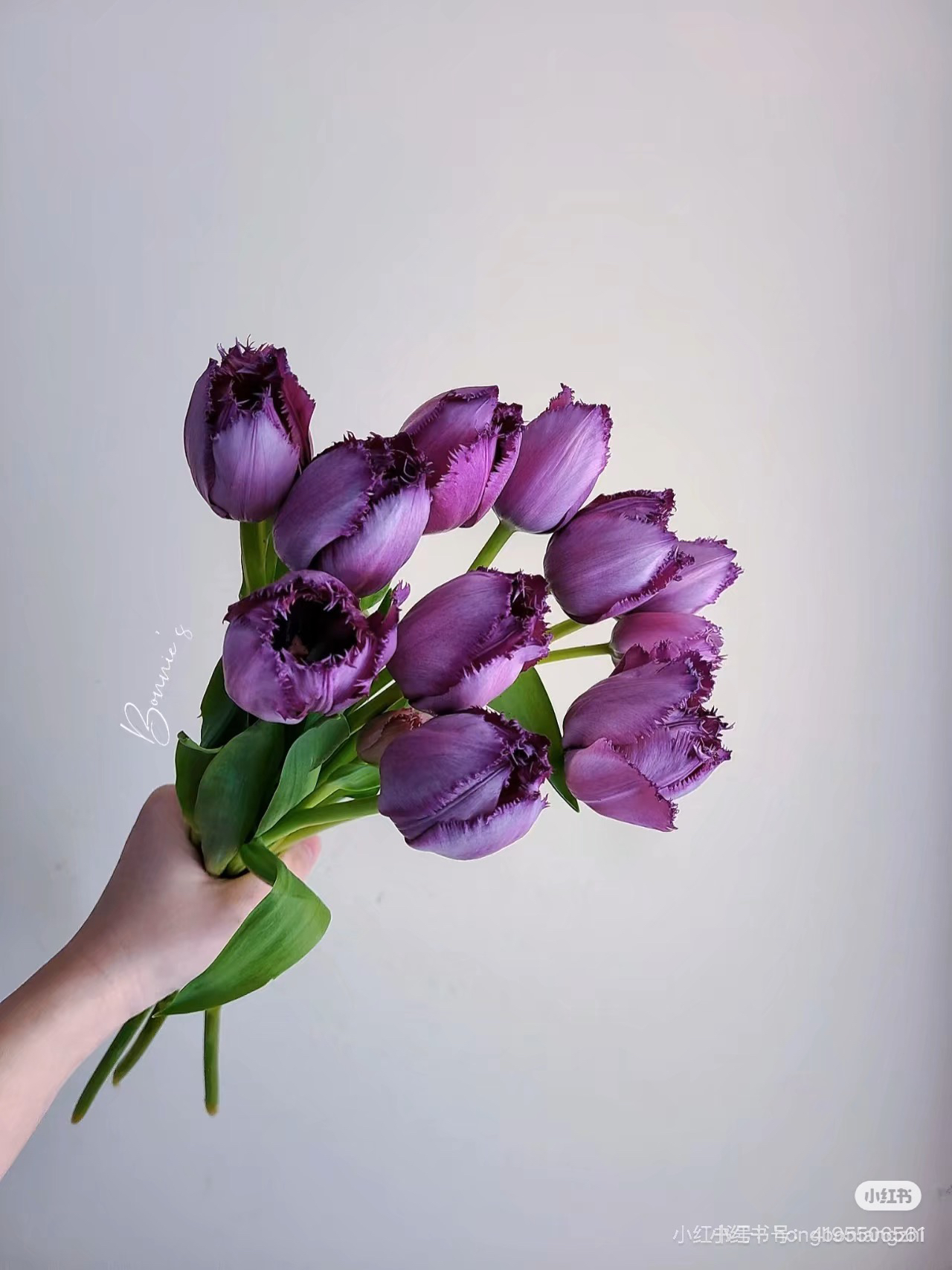 郁金香鲜花包邮高品质花卉紫色流苏