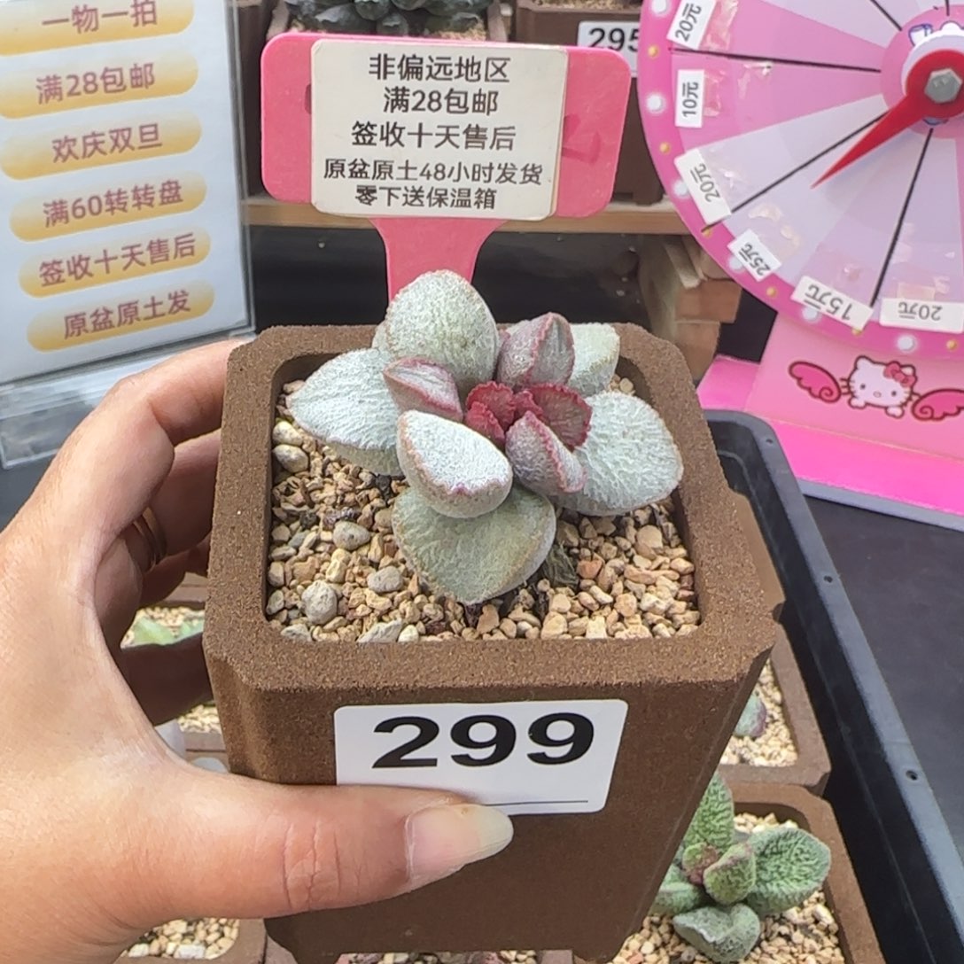299圣姬多肉的植物