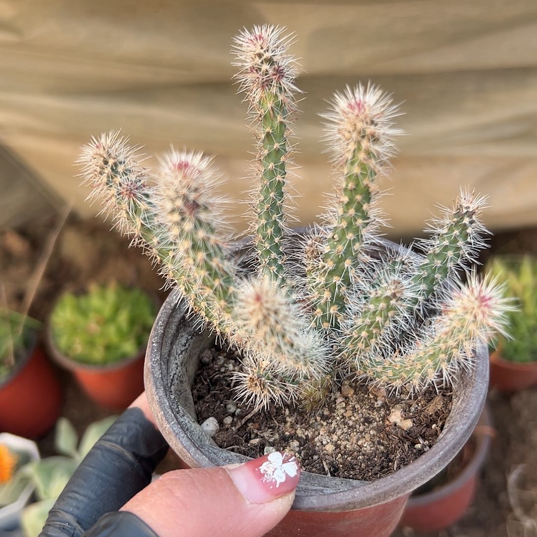 多肉植物松鼠团扇