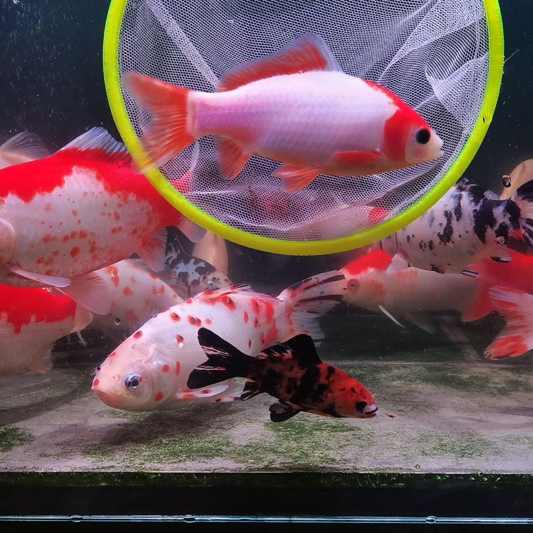海水鱼草金十二红