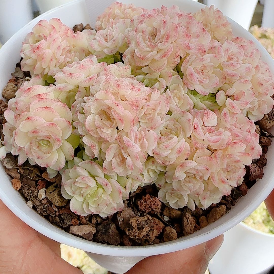 1206-112（ht-8）优选