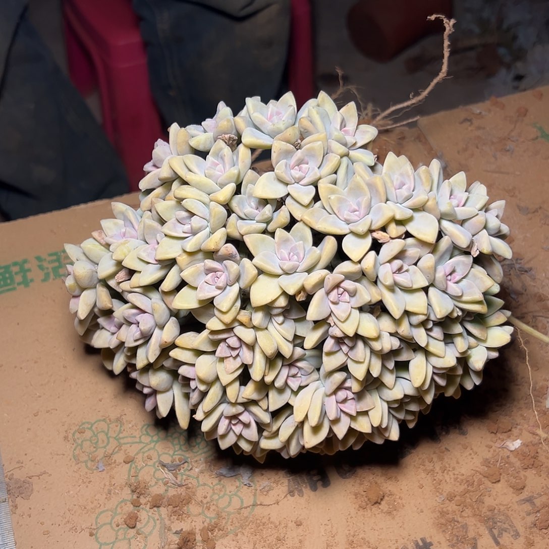 紫***卉淡雪多肉一物一拍