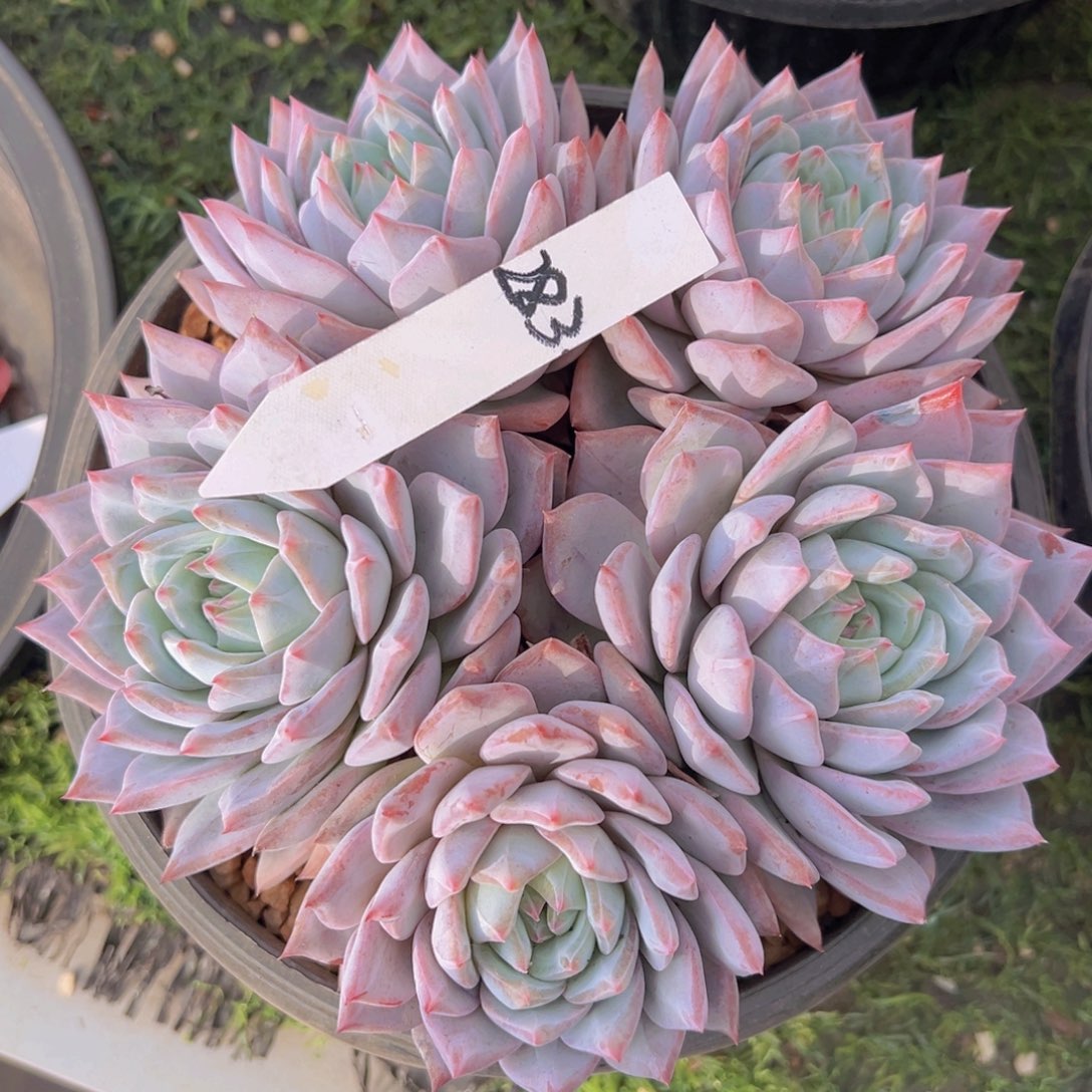 香玉的故事是一个人的