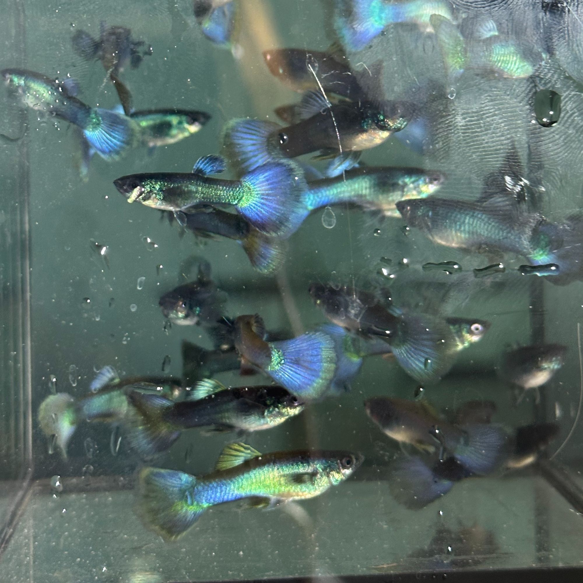 精品孔雀鱼组合（象牙白+冰蓝+全红+七彩蕾丝 红杉。）16+4备损