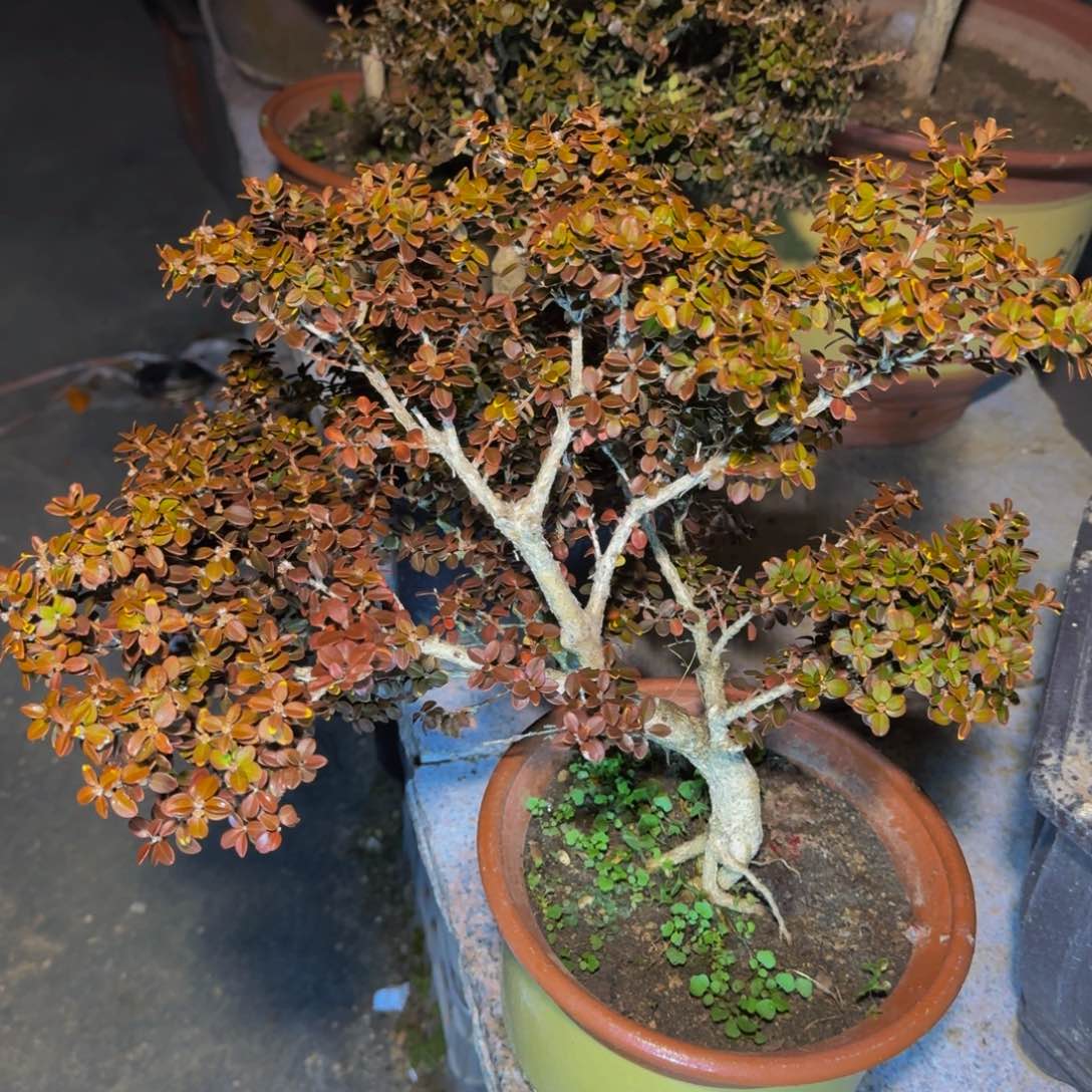 完全开放小*安徽珍珠黄杨