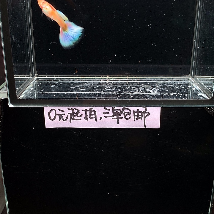 孔雀鱼天使彩虹一对