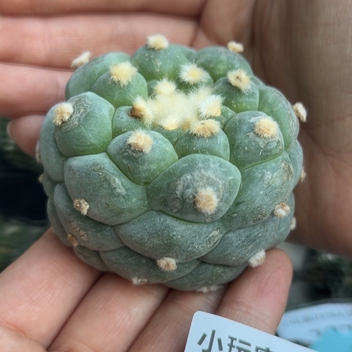 276 落地无根 仙人球和太阳