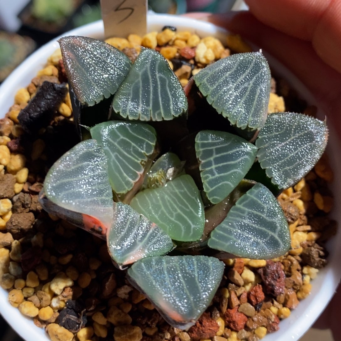 一颗实生克锦  元旦福利