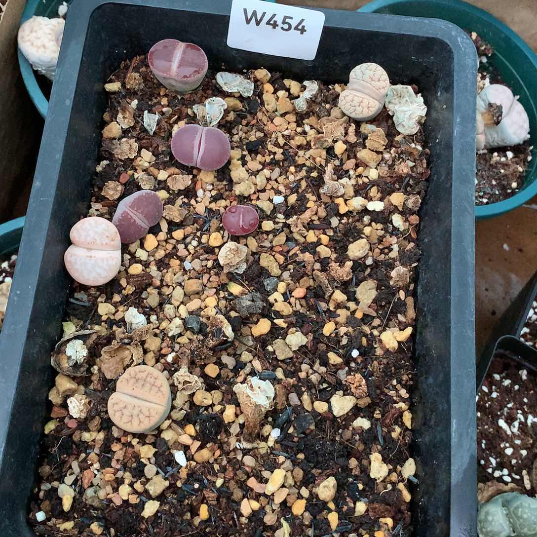 沛*W454多肉植物保护