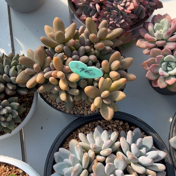 ***多肉植物一物一拍