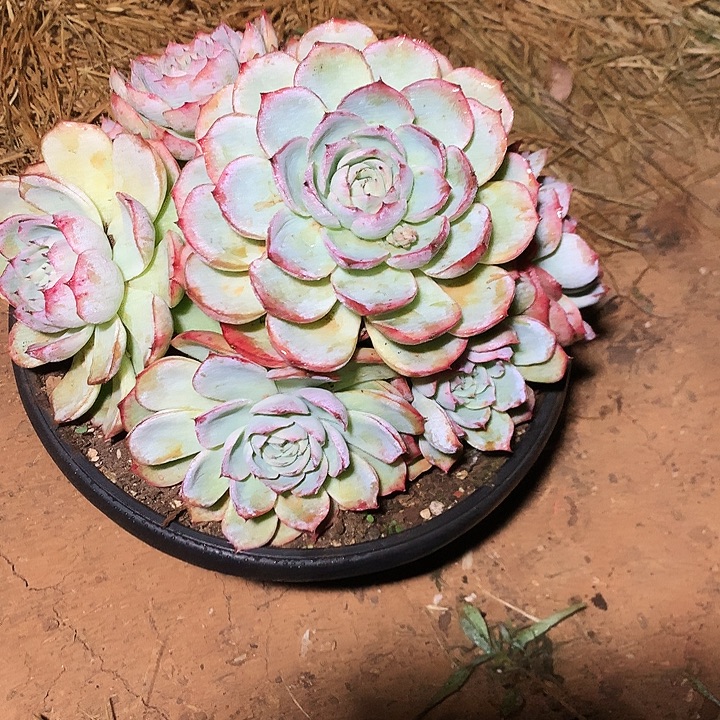 *****每周特价活动开始了