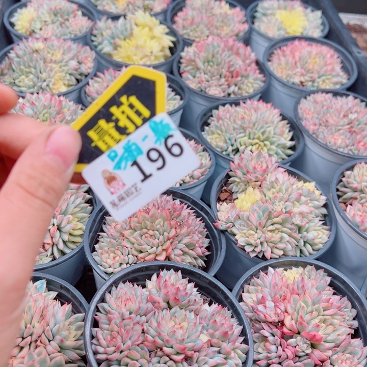 多肉植物多肉植物