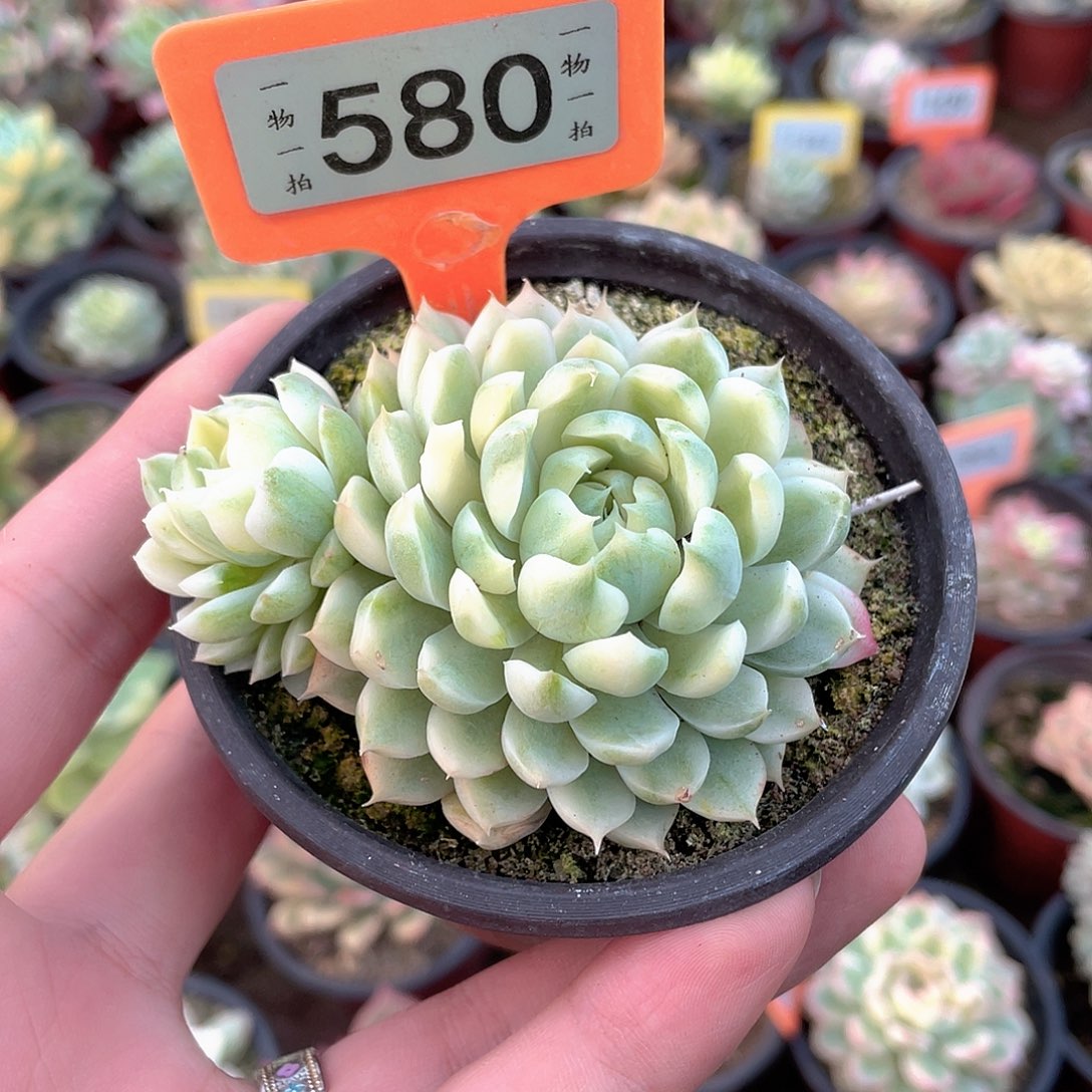 香草月影锦580号多Rom