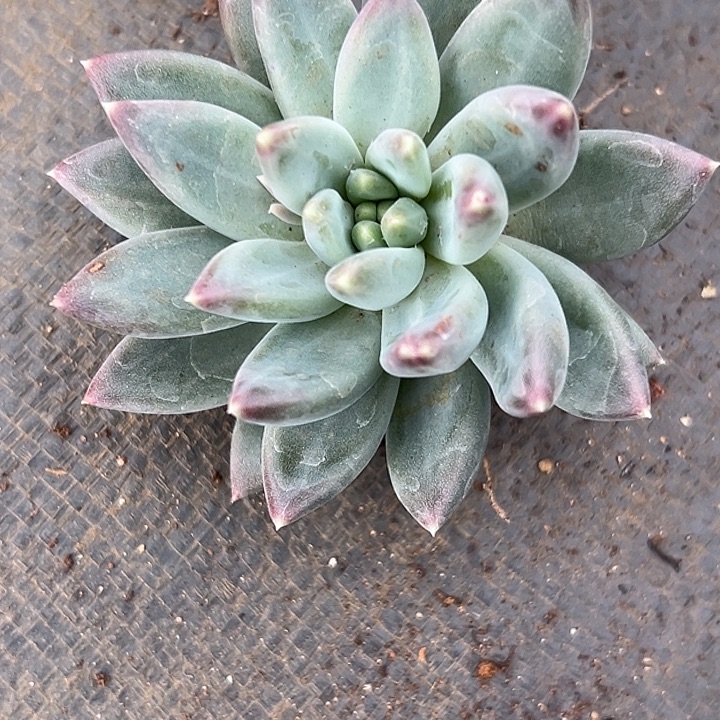 美人单头特价一物一拍