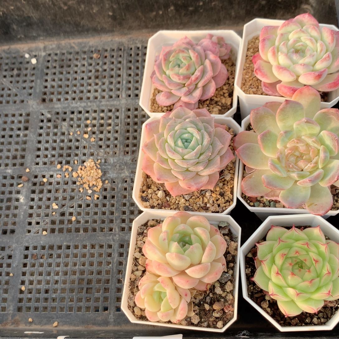 程***程无花朵T220英语英语