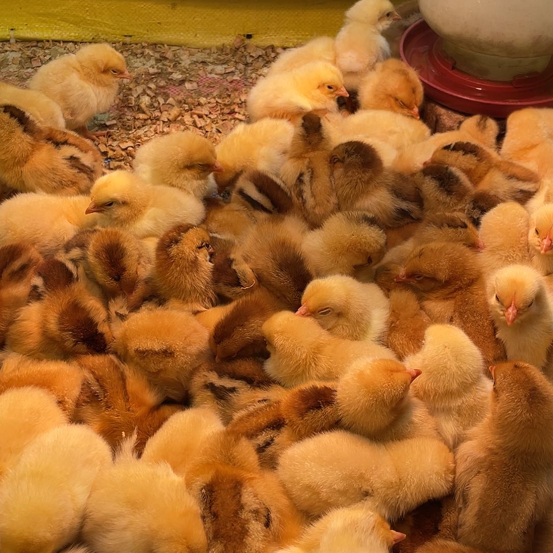 珍珠鸡农村土鸡548只