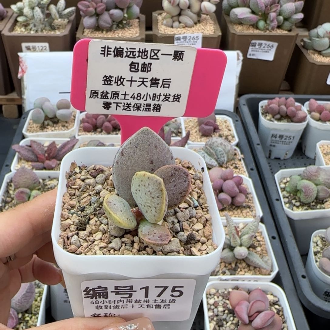 175银波粉蛋多肉植物