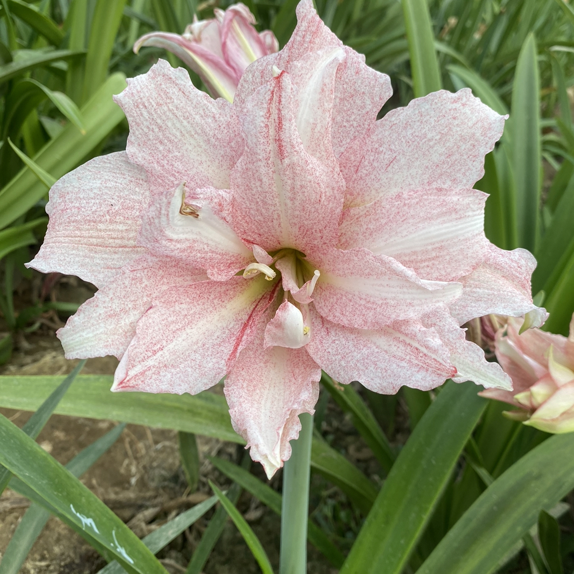 朱顶红 气质美女 包对版