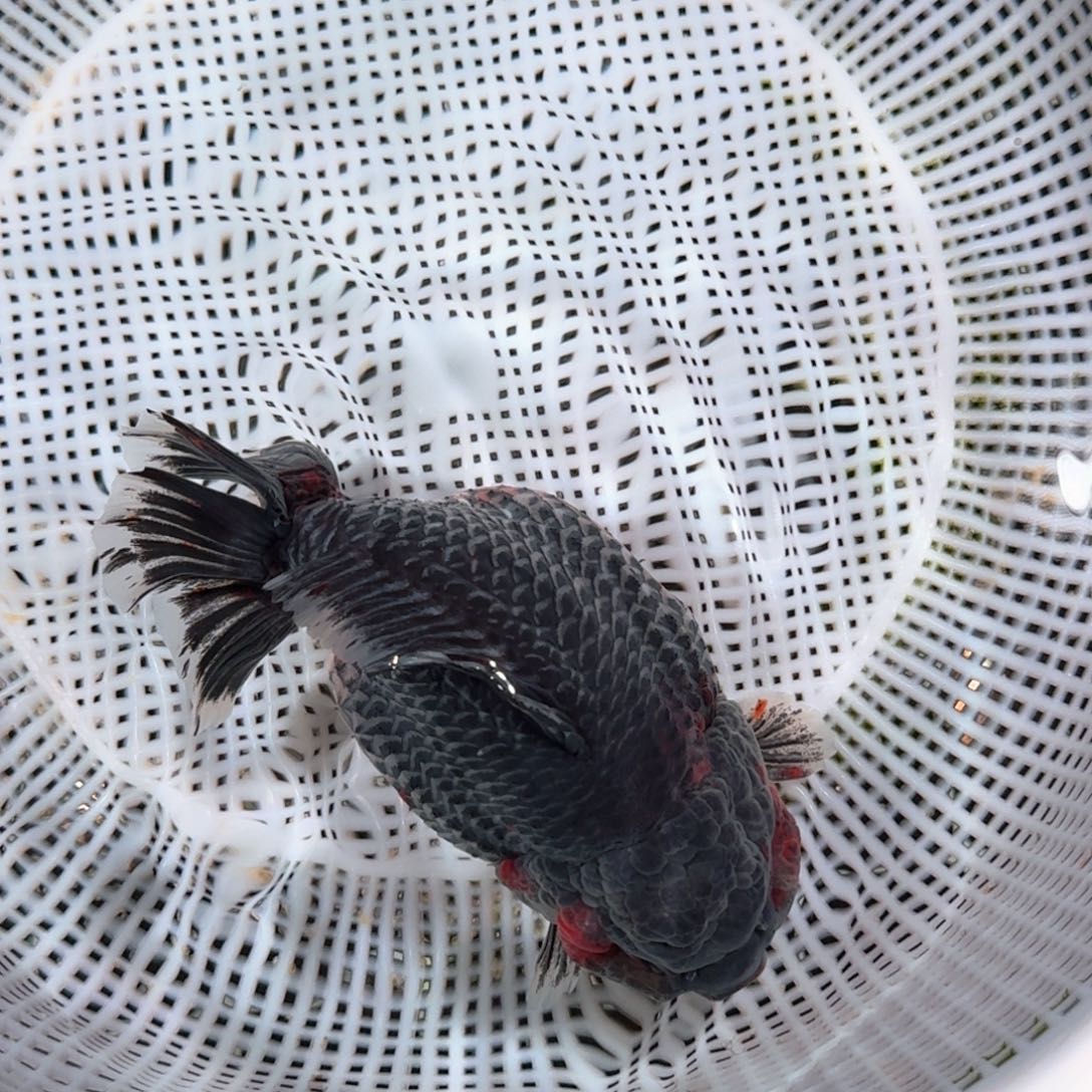 金鱼类不分公母15