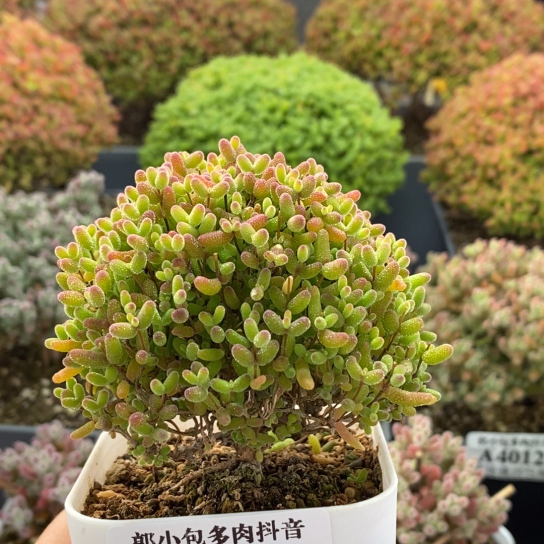 阿***璃蜜橘糖球4060枝干番杏