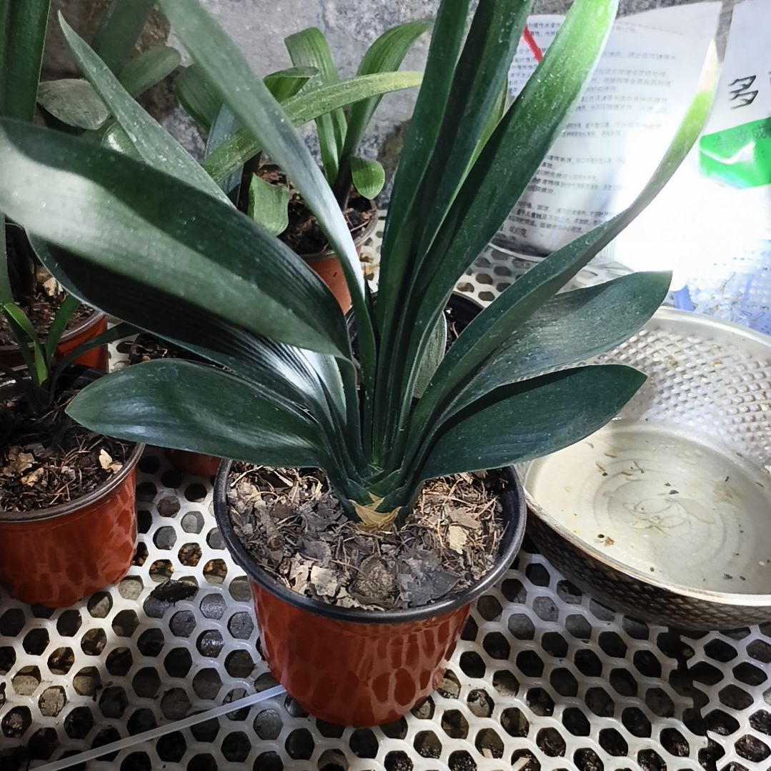 厚***物完全开放佛手苗一颗拍品