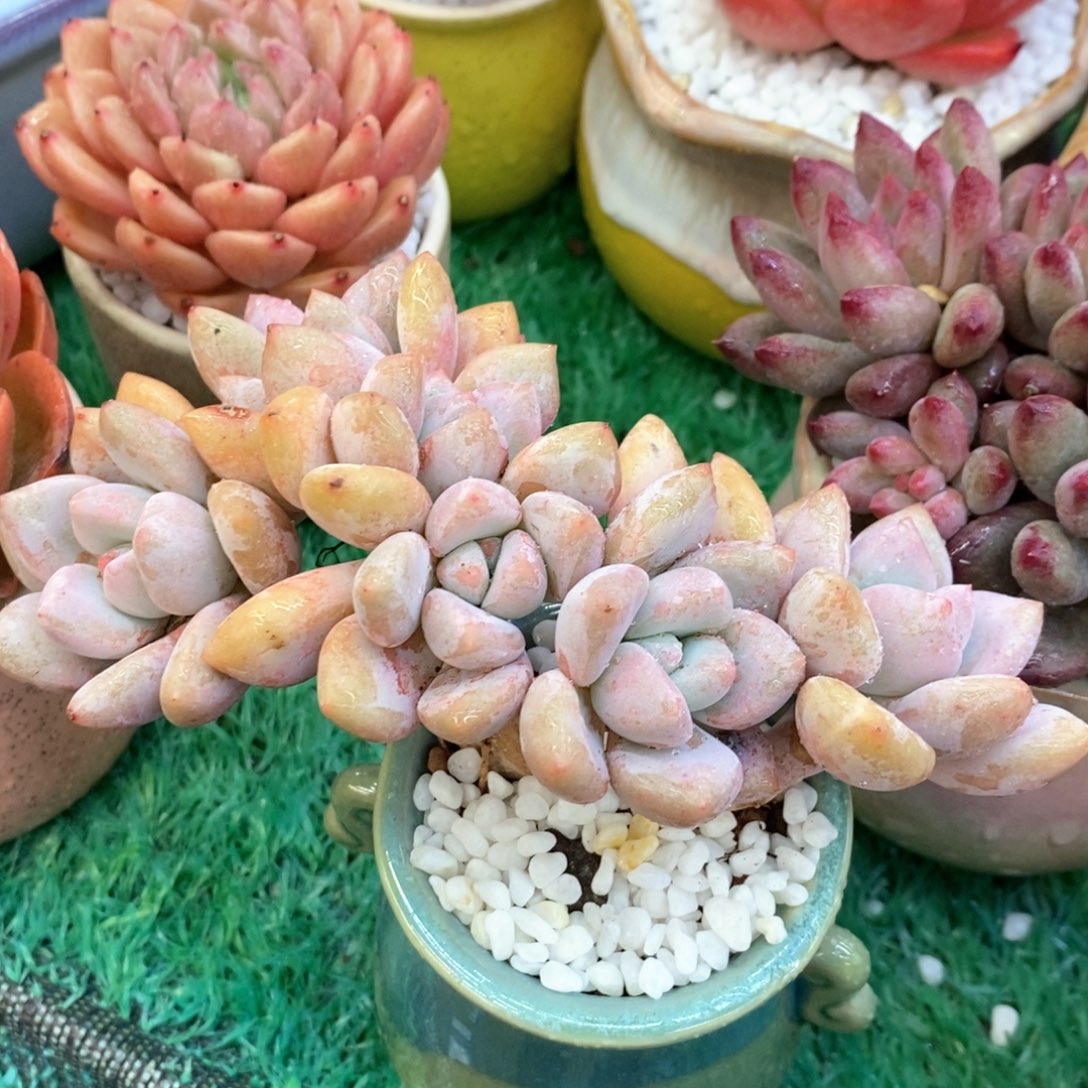 奥普朵朵多肉植物盆栽