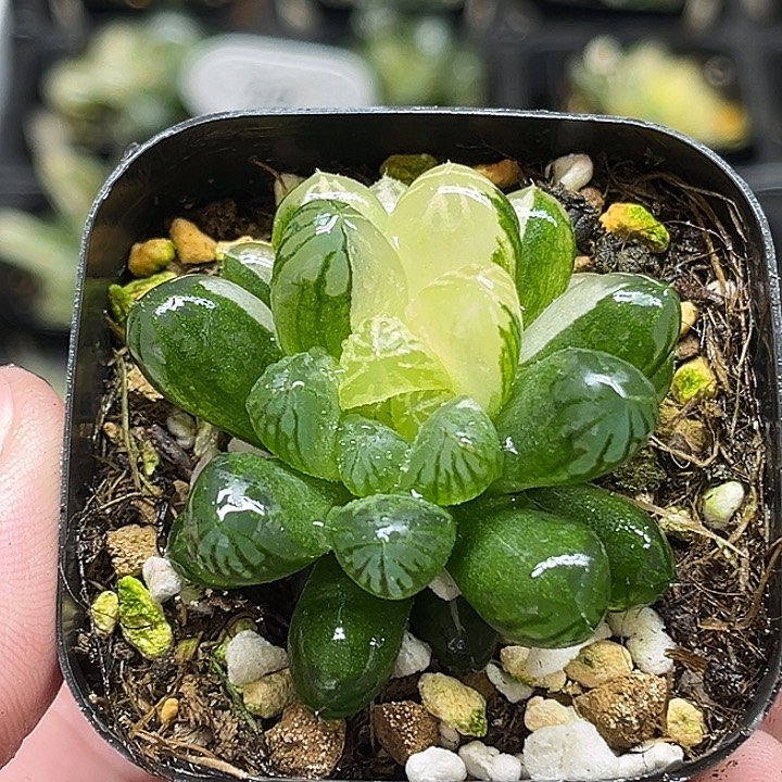 210塑料皮玉露锦头家多肉十二卷