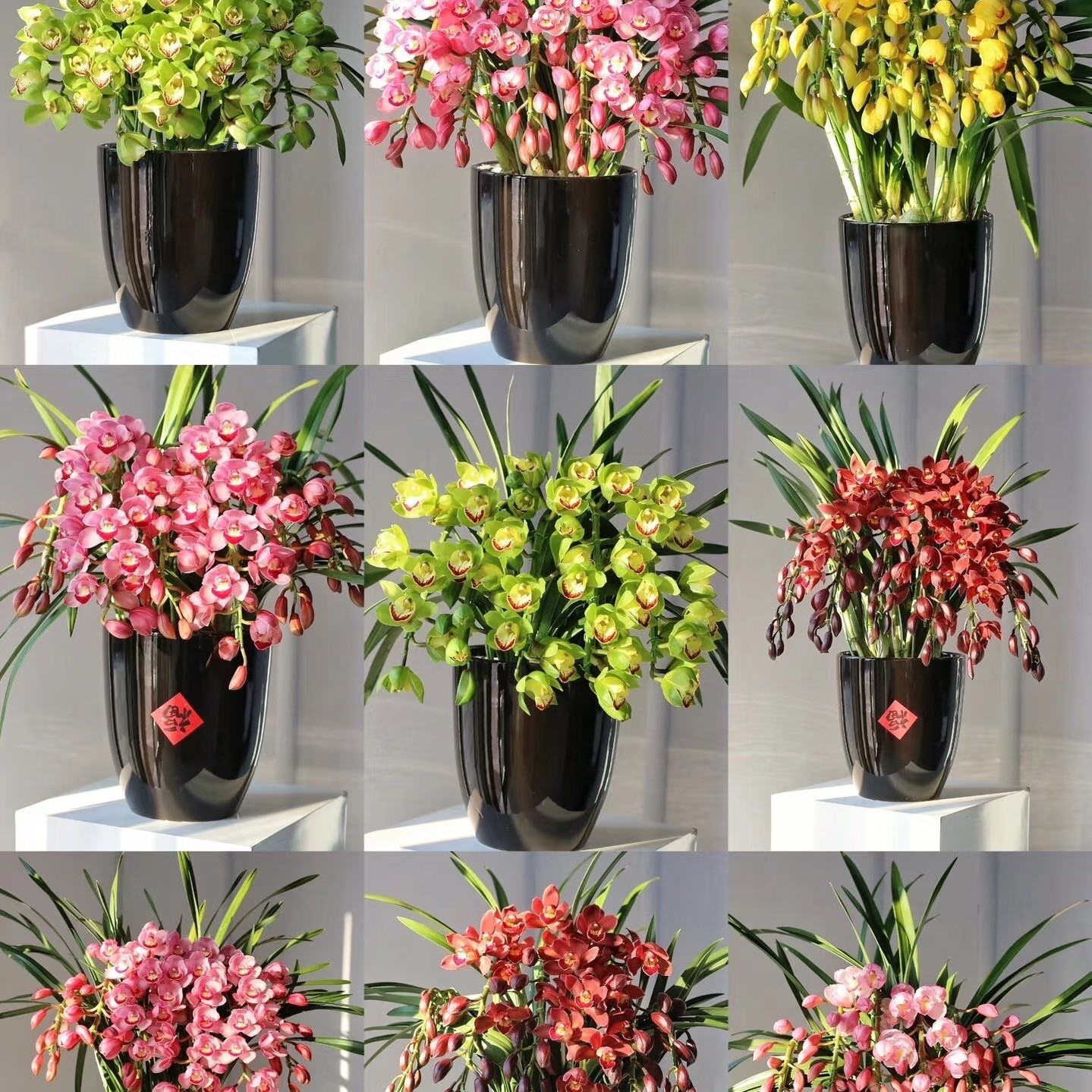 【福袋专用】大花蕙兰年宵花花苗一颗