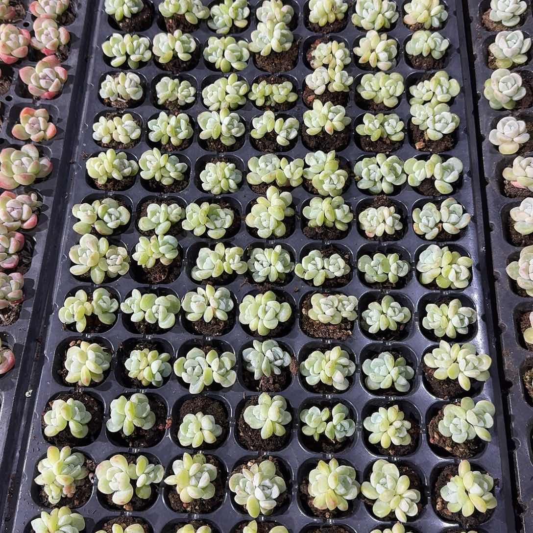 花姐一物一拍专拍链接