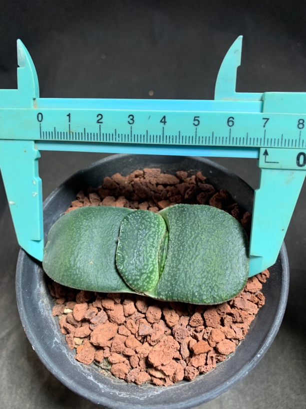 35   实生短叶军配卧牛 一物一拍包邮非偏远