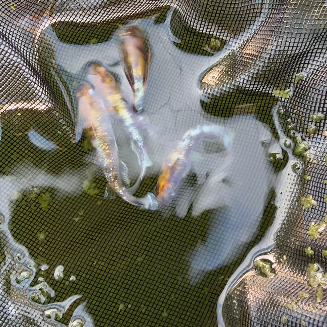 青鳉鱼编号 50 菊银蓝 3 条送 1 条