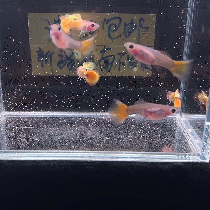 孔雀鱼野生黄金玻璃猫