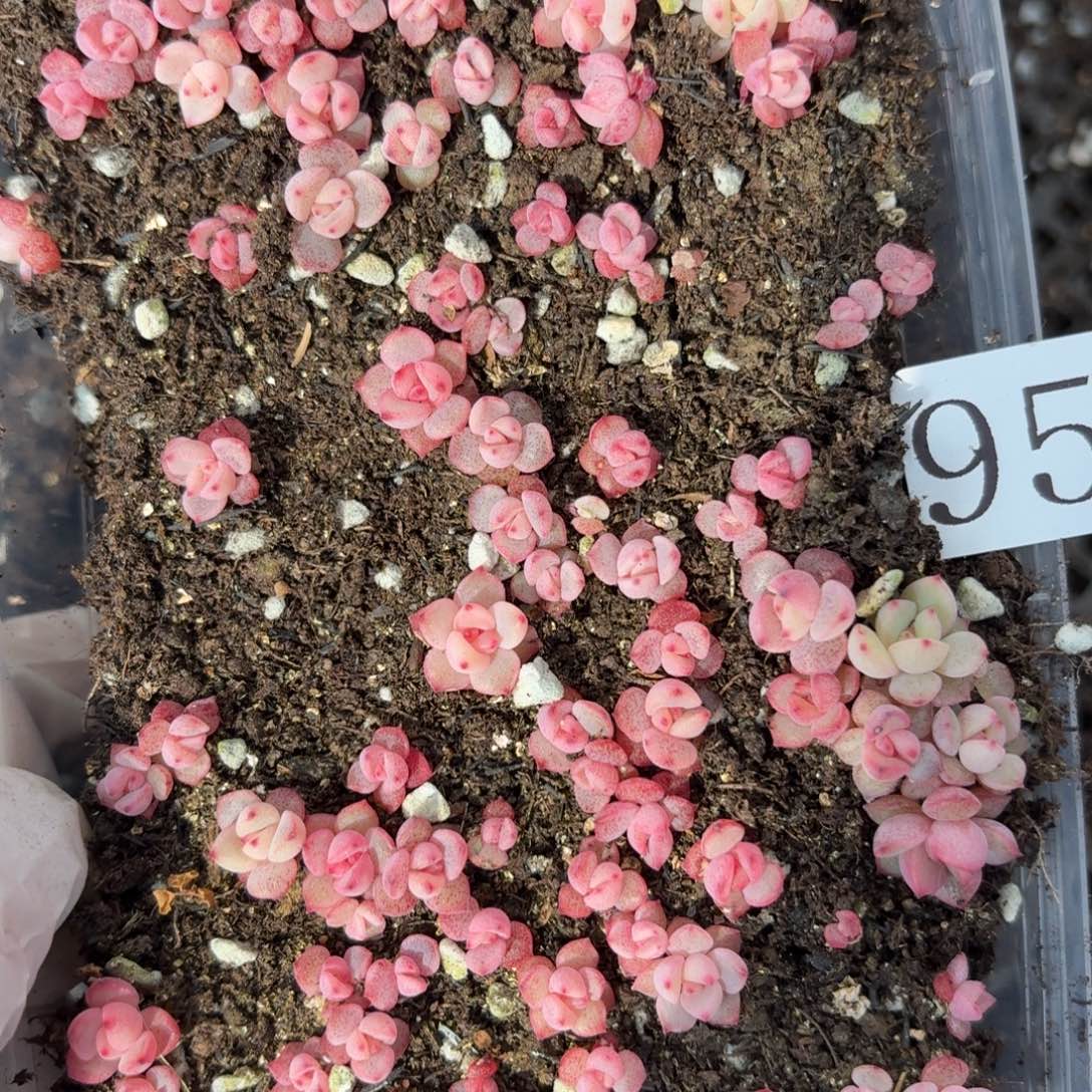 多肉植物多肉植物959