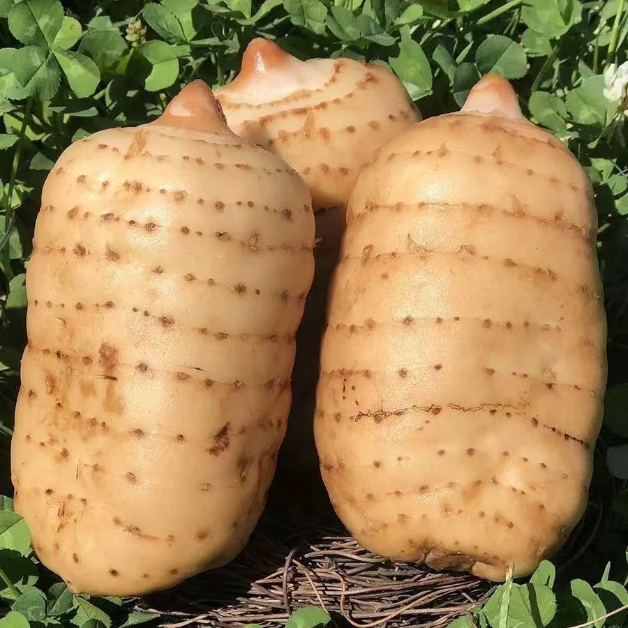 【新鲜天麻】正宗云南昭通小草坝高山乌天麻林下现挖发挑选煲汤