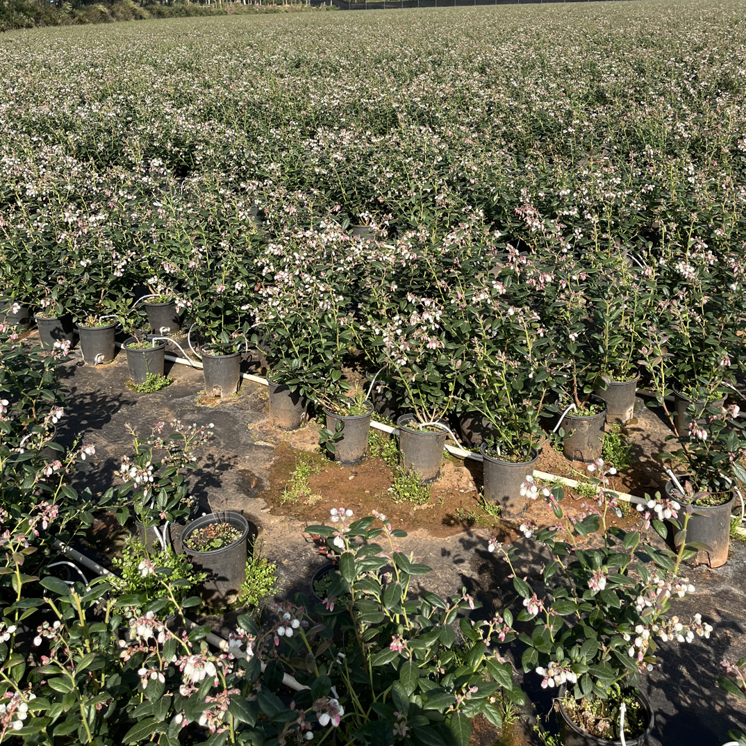 L29云南直发带花带果原盆原土阳台种植南方北方种蓝莓树苗