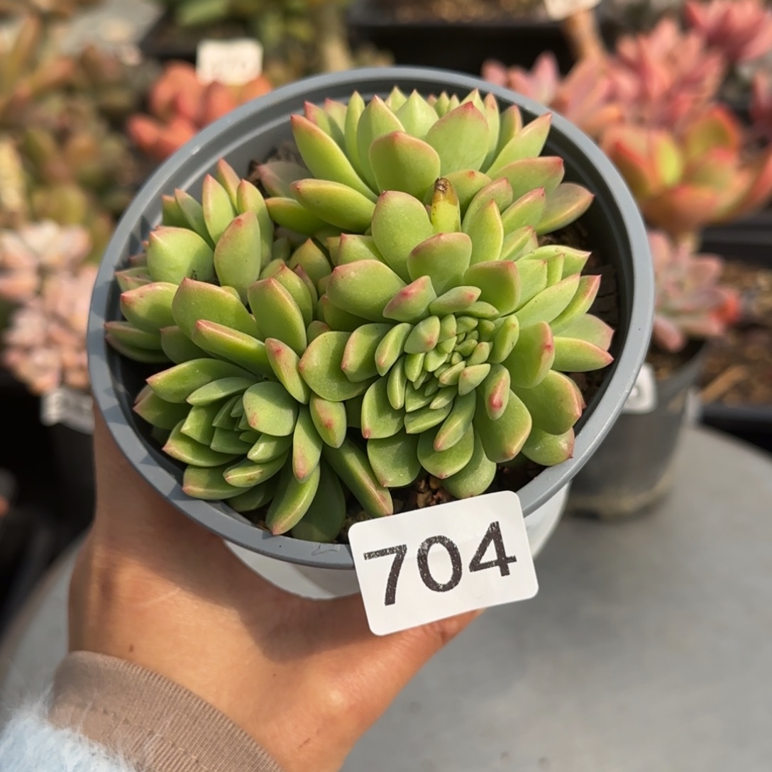 704号一物一拍一物一拍