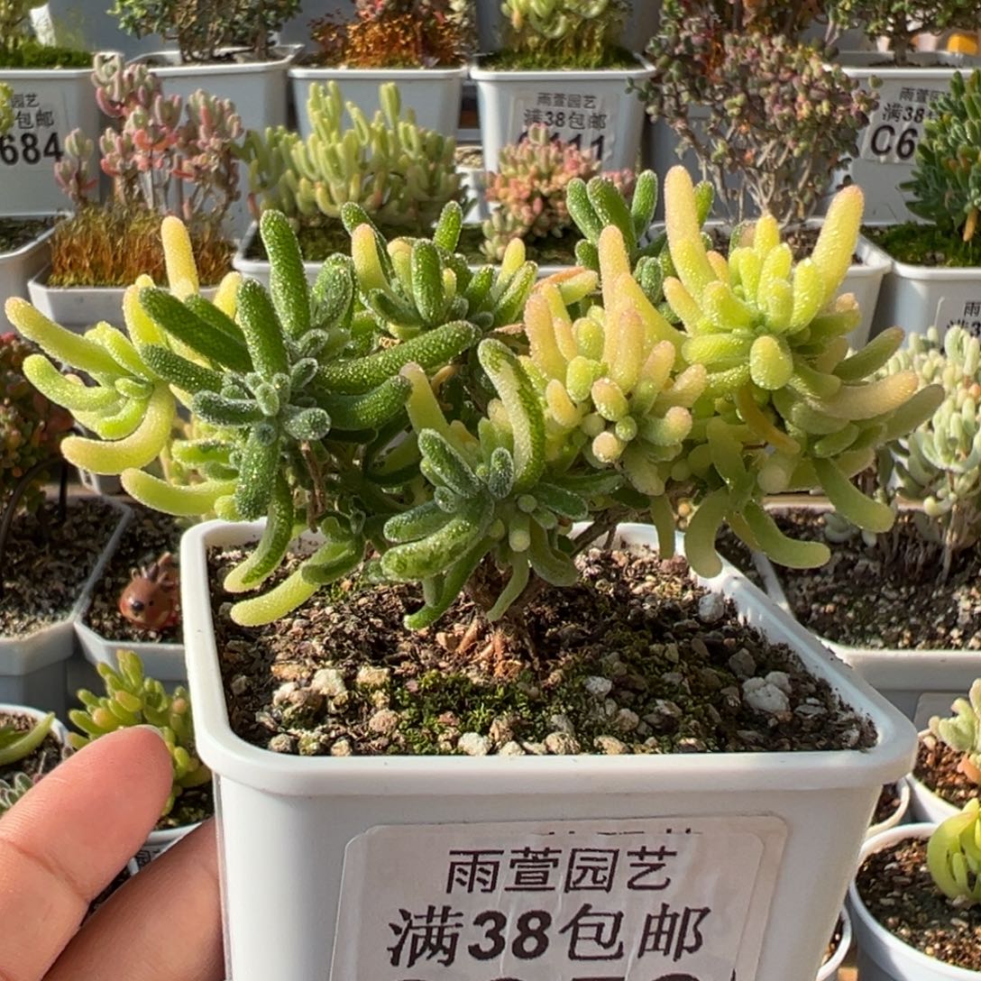 2-358荧光兔阴阳锦+拉丝锦七方盆老桩