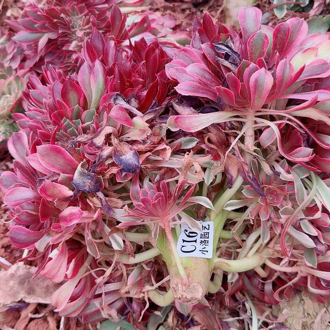 164 缀化无根不包侧枝