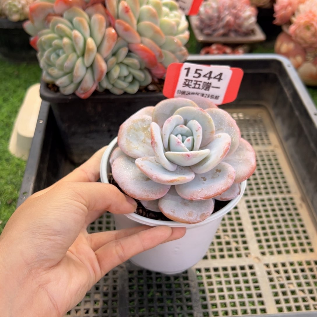 表妹精品多肉1544.