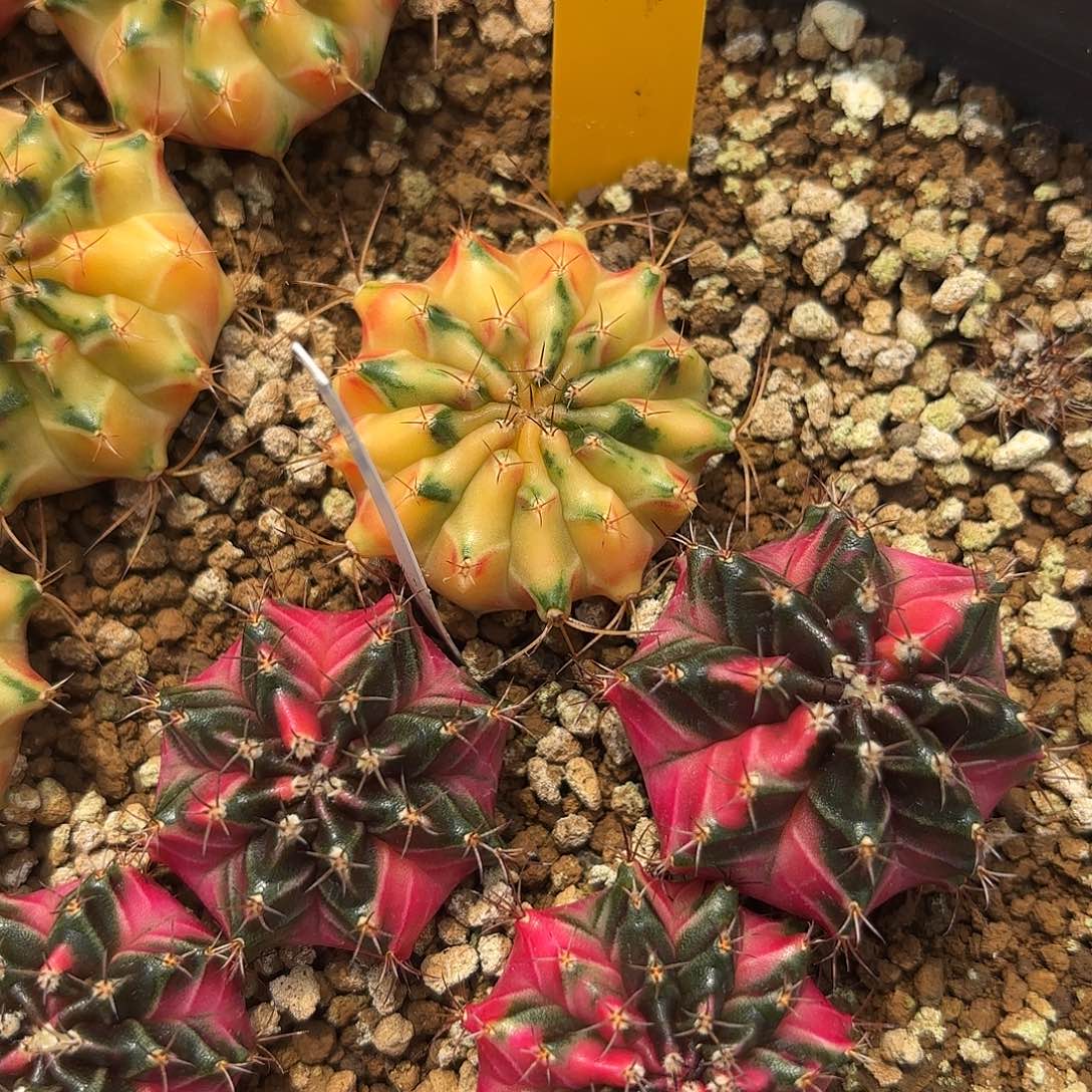 98-1006泰国发货多肉中秋福利