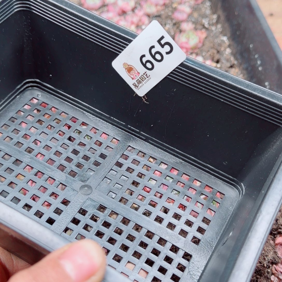 柚***~多肉植物多肉植物