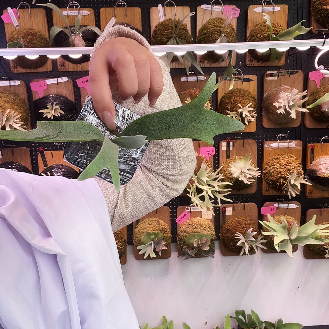 nook dn fbc 无原牌