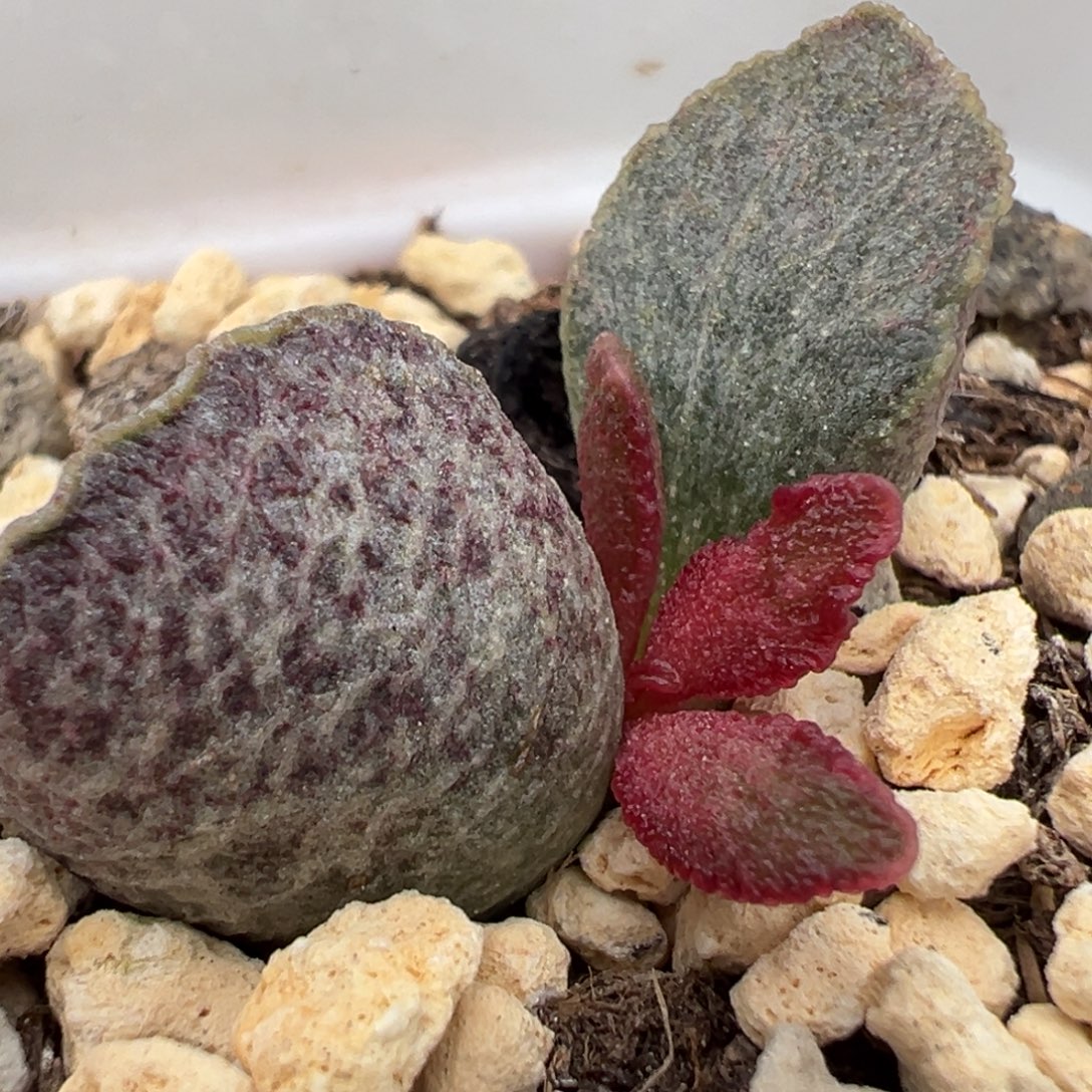 花斑款水波纹实生新品大苗